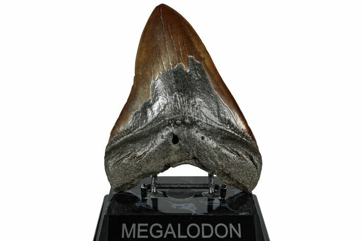 Fossil Megalodon Tooth - Chocolate Brown #325247
